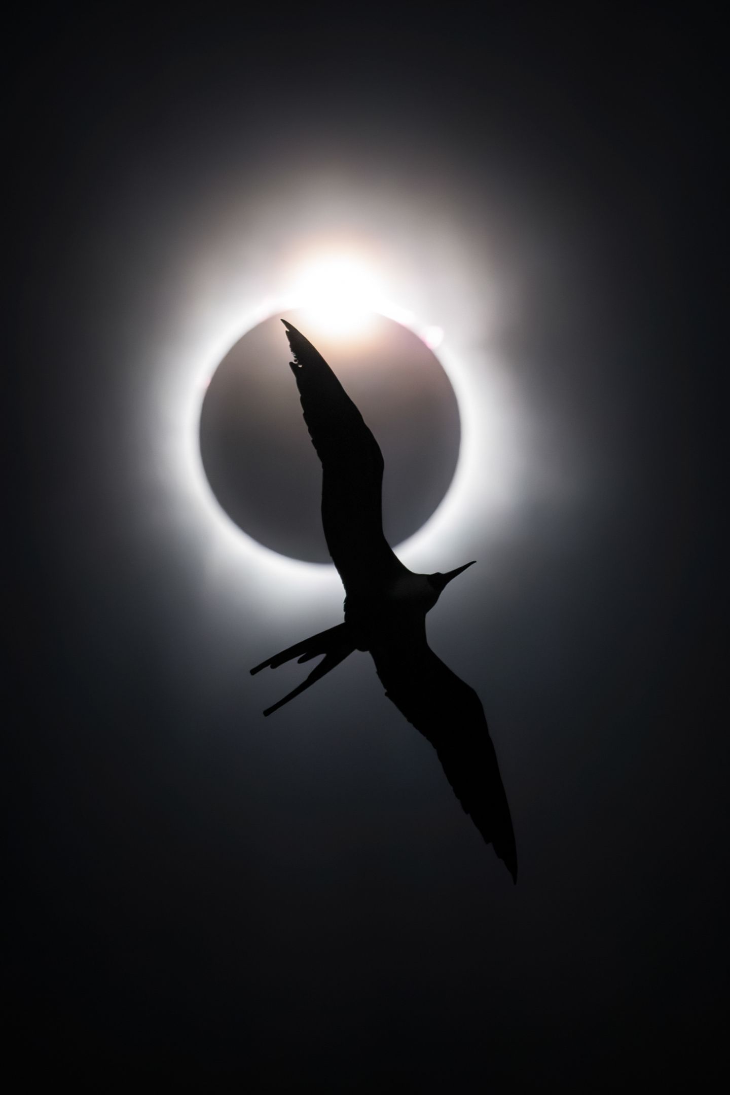 Prachtfregattenvogel: Vogel der Nacht