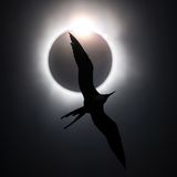 Prachtfregattenvogel: Vogel der Nacht