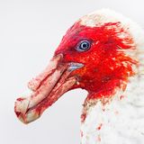 Riesensturmvogel: Nach dem Mahl