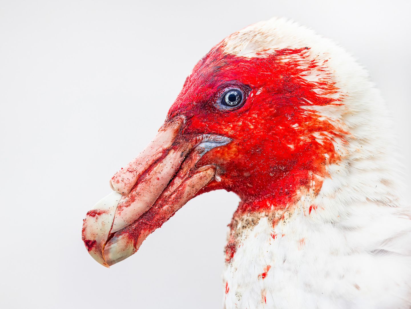 Riesensturmvogel: Nach dem Mahl