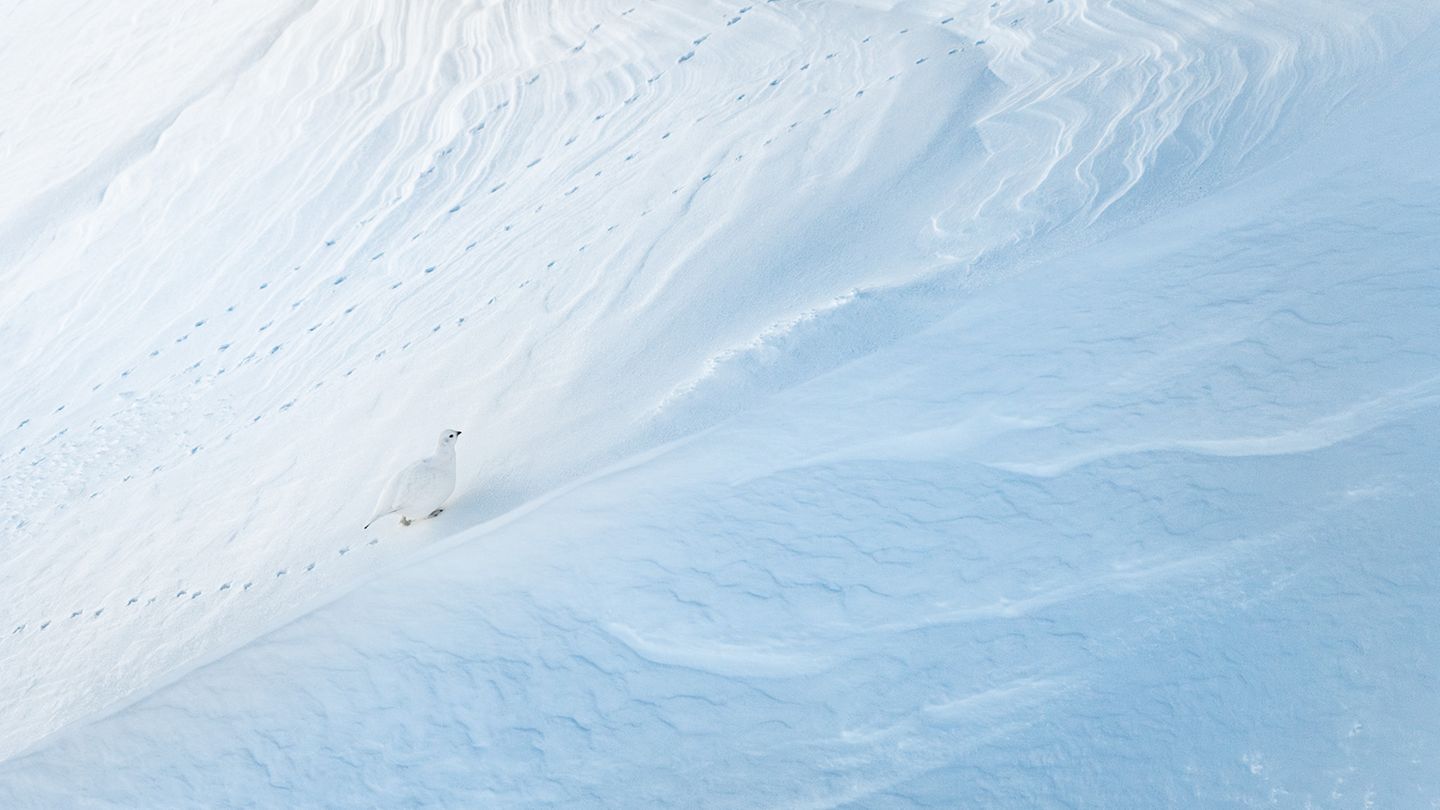Alpenschneehuhn: Spuren im Schnee