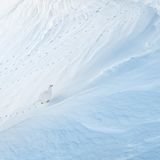 Alpenschneehuhn: Spuren im Schnee