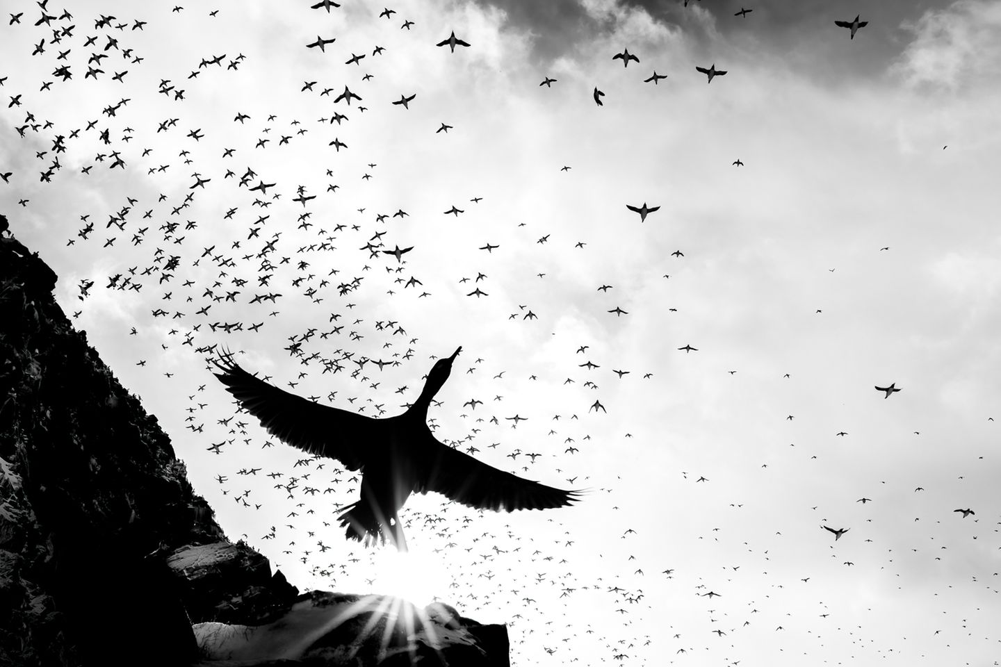 Viele Krähenscharben fliegen in der Luft