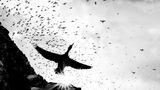 Viele Krähenscharben fliegen in der Luft