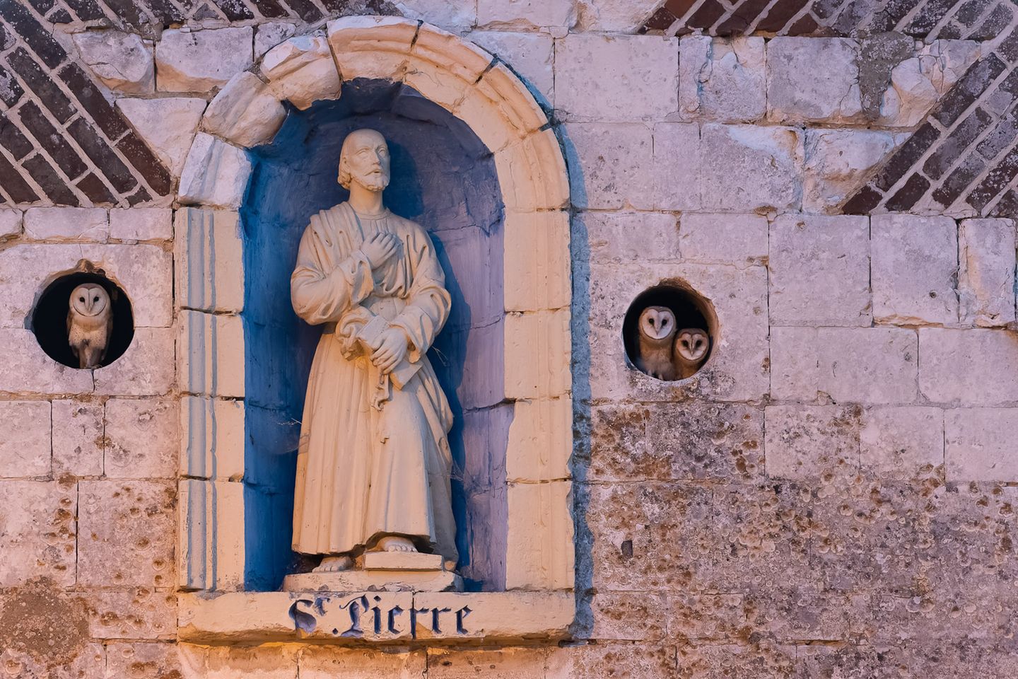 Schleiereulen schauen aus kleinen Vorsprüngen einer Kapelle heraus