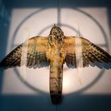 Ein Habichtskuckuck liegt betäubt auf dem Rücken auf einer Fläche