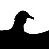 Die Umrisse eines Mönchsgeiers