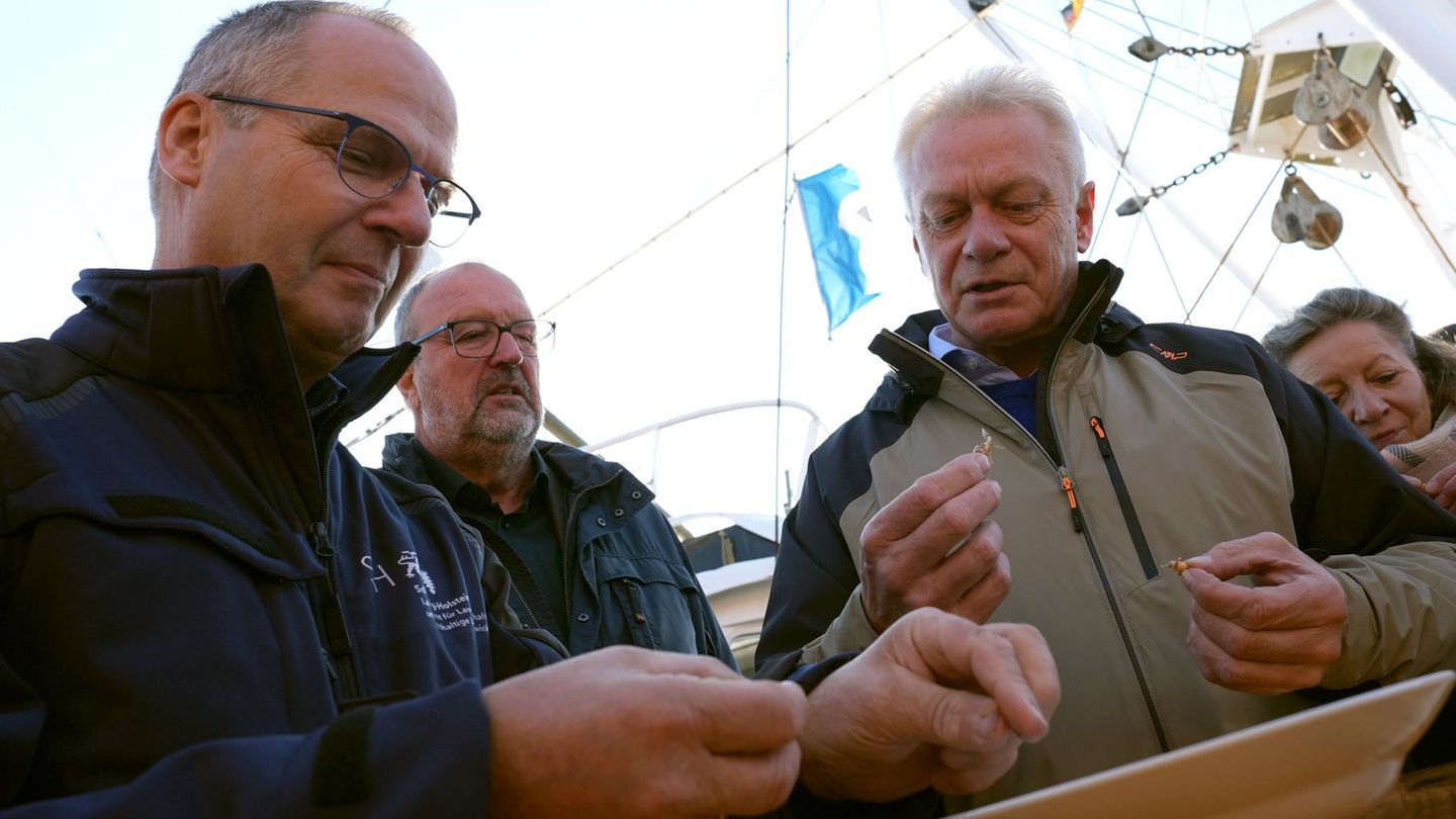 Am Anfang nicht ganz leicht für bayerische Finger: Alois Rainer (3. von links, CSU) und Werner Schwarz (links, CDU) beim Krabben