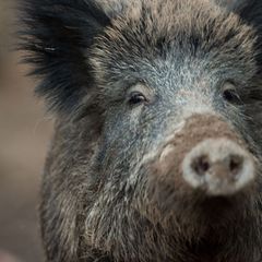 Wildschweine sind vermehrt in Magdeburger Grünanlagen unterwegs. (Symbolbild) Foto: Lino Mirgeler/dpa