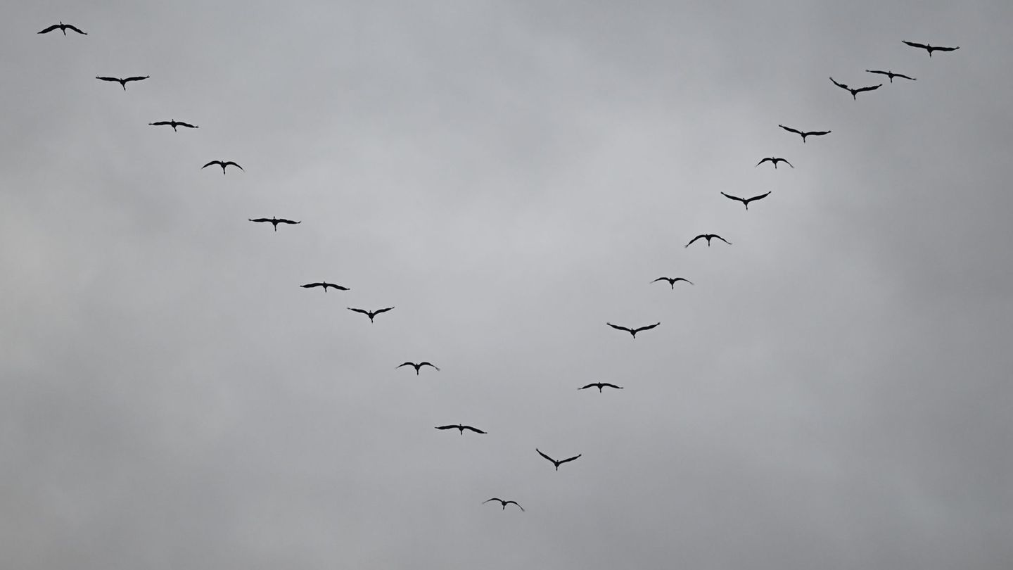 Kraniche fliegen bevorzugt bei Hochdruckwetter, da sie dann von den östlichen Winden mitgetragen werden und dadurch Kraft sparen