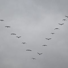 Kraniche fliegen bevorzugt bei Hochdruckwetter, da sie dann von den östlichen Winden mitgetragen werden und dadurch Kraft sparen