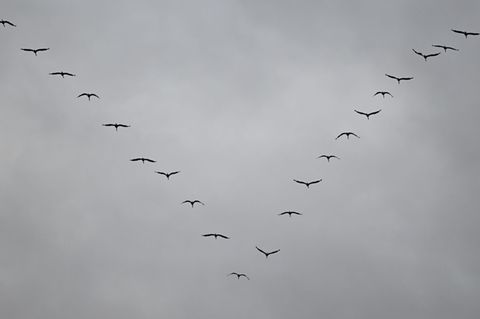 Kraniche fliegen bevorzugt bei Hochdruckwetter, da sie dann von den östlichen Winden mitgetragen werden und dadurch Kraft sparen