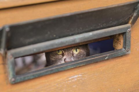 Traurig: Jede zehnte Katze leidet unter Einsamkeit