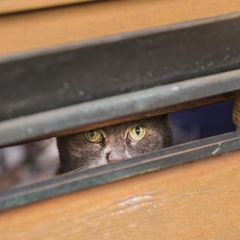 Traurig: Jede zehnte Katze leidet unter Einsamkeit
