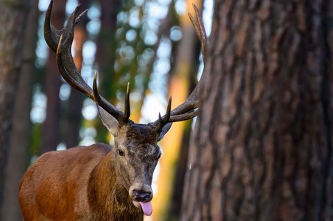 Der Hirsch buhlt um die Gunst der Weibchen. Foto: Patrick Pleul/dpa