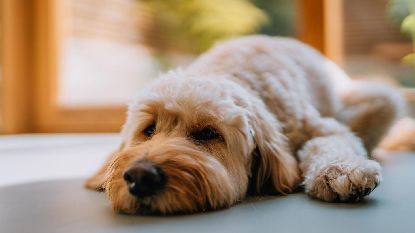 Ein Hund liegt entspannt da, während er alleine ist