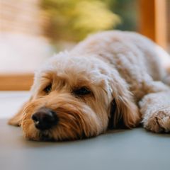 Ein Hund liegt entspannt da, während er alleine ist