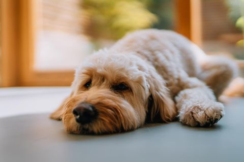Ein Hund liegt entspannt da, während er alleine ist