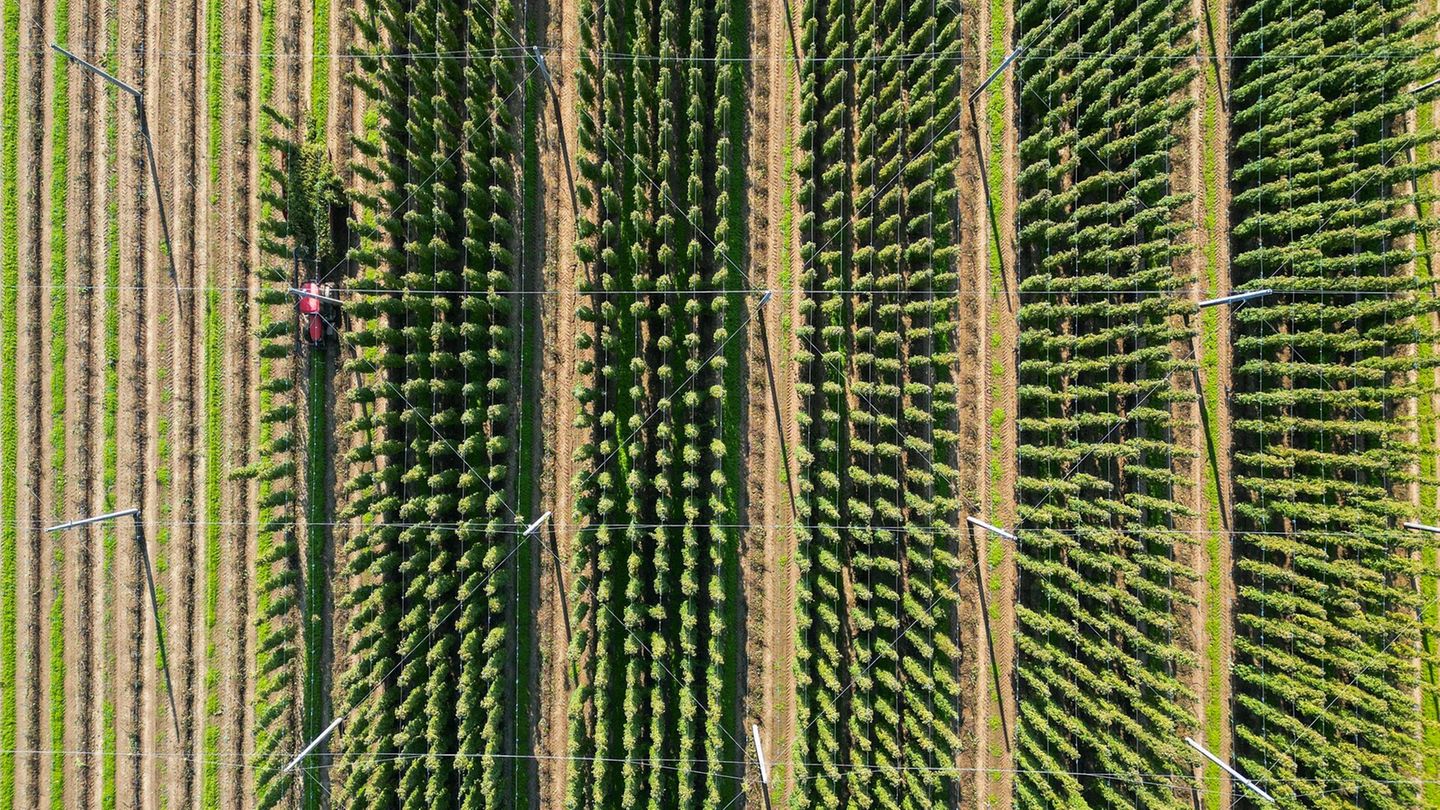 Die diesjährige Hopfenernte in der Hopfenregion Elbe-Saale neigt sich dem Ende. Foto: Jan Woitas/dpa