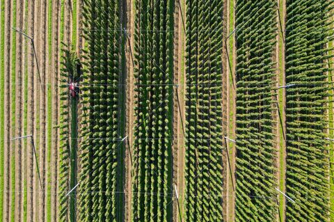Die diesjährige Hopfenernte in der Hopfenregion Elbe-Saale neigt sich dem Ende. Foto: Jan Woitas/dpa