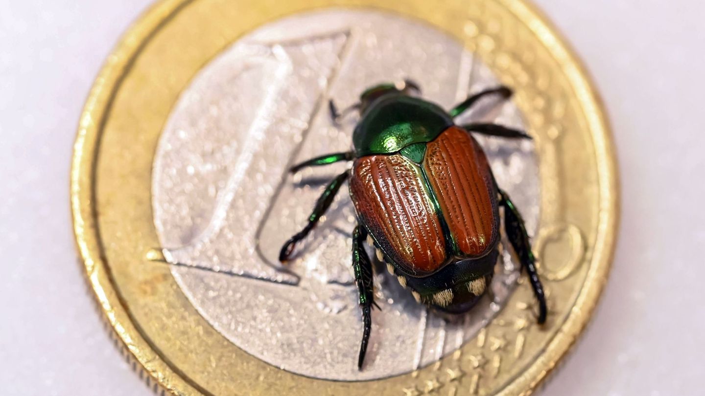 Sie sind ziemlich klein, aber sehr gefräßig. (Archivbild) Foto: Uli Deck/dpa