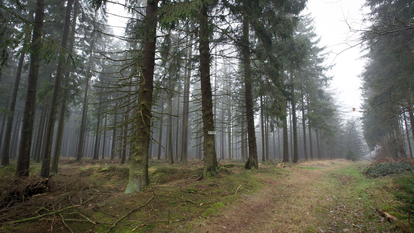 Die 80-Jährige wurde im Eggegebirge bei Willebadessen nach Tagen lebend gefunden. (Archivbild) Foto: picture alliance / Friso Ge