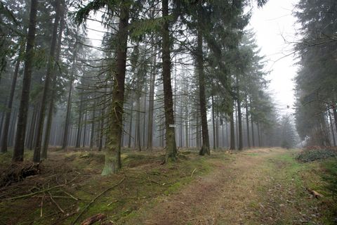 Die 80-Jährige wurde im Eggegebirge bei Willebadessen nach Tagen lebend gefunden. (Archivbild) Foto: picture alliance / Friso Ge