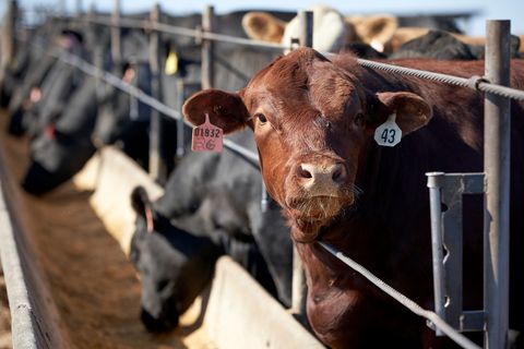 Die weltweite Nahrungsmittelproduktion verursacht dem Bericht zufolge rund 30 Prozent der globalen Treibhausgasemissionen. (Arch
