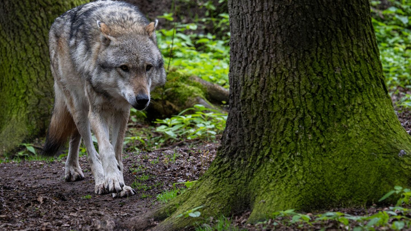Mehr als 500 Wölfe streifen Schätzungen zufolge durch Niedersachsen. (Symbolbild) Foto: Sina Schuldt/dpa