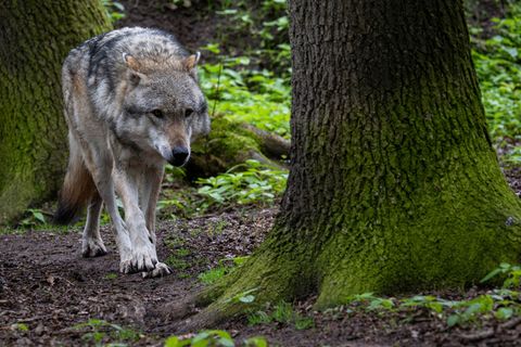 Mehr als 500 Wölfe streifen Schätzungen zufolge durch Niedersachsen. (Symbolbild) Foto: Sina Schuldt/dpa