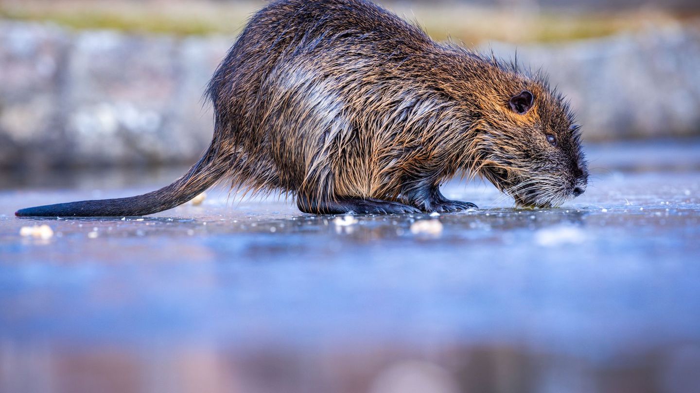 Über ein Drittel der Jagdreviere melden bundesweit ein Nutria-Vorkommenn - besonders dramatisch ist die Lage in Bremen und Hambu