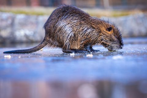 Über ein Drittel der Jagdreviere melden bundesweit ein Nutria-Vorkommenn - besonders dramatisch ist die Lage in Bremen und Hambu