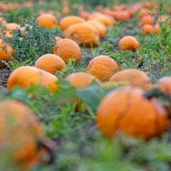 Auch wettertechnisch ist es nicht zu leugnen: Der Herbst hat Einzug gehalten. (Archivbild) Foto: Uwe Anspach/dpa