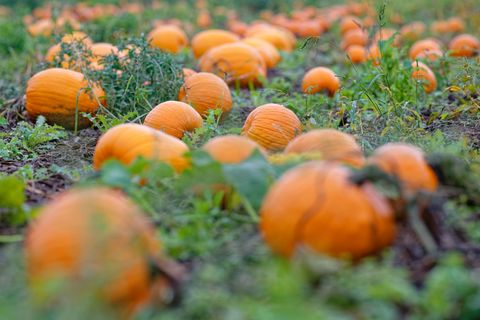 Auch wettertechnisch ist es nicht zu leugnen: Der Herbst hat Einzug gehalten. (Archivbild) Foto: Uwe Anspach/dpa