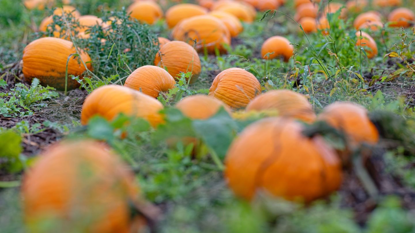 Auch wettertechnisch ist es nicht zu leugnen: Der Herbst hat Einzug gehalten. (Archivbild) Foto: Uwe Anspach/dpa
