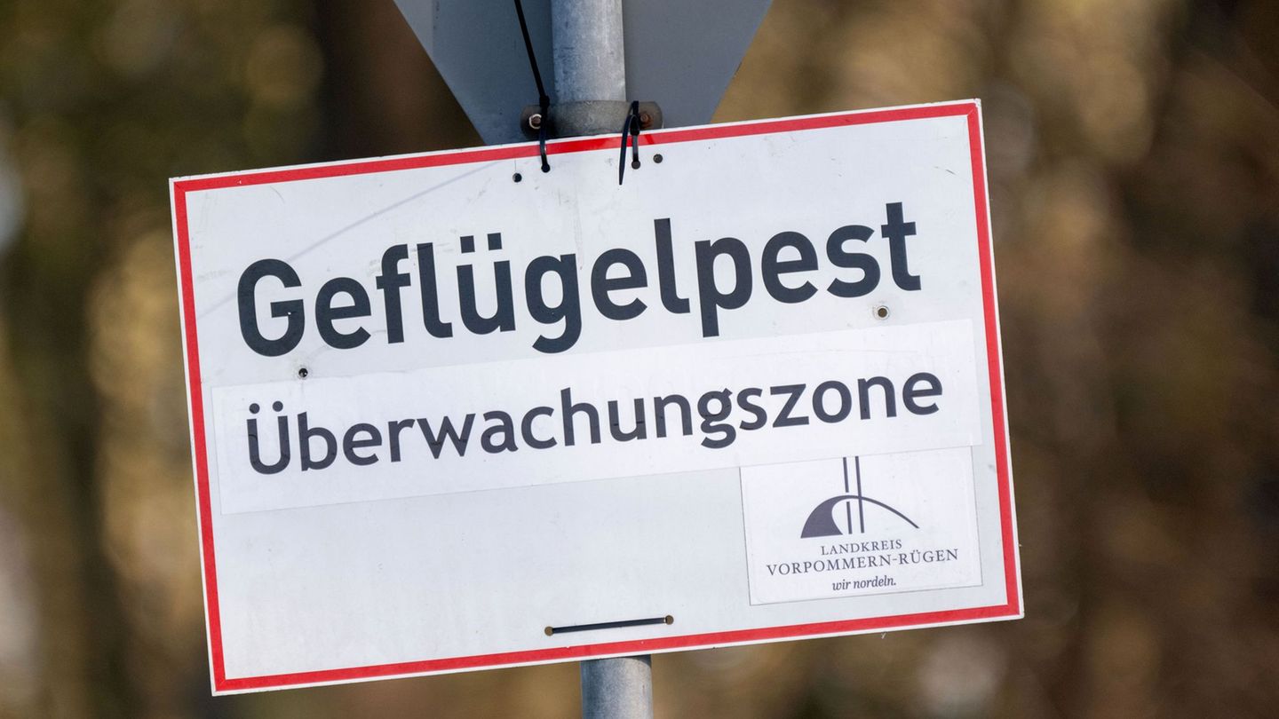 Nach dem Ausbruch der Geflügelpest in Ostthüringen gelten Sperr- und Überwachungszonen. (Symbolbild) Foto: Stefan Sauer/dpa