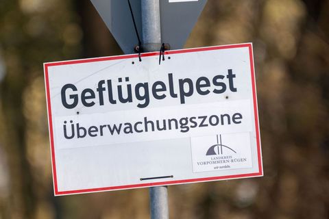 Nach dem Ausbruch der Geflügelpest in Ostthüringen gelten Sperr- und Überwachungszonen. (Symbolbild) Foto: Stefan Sauer/dpa