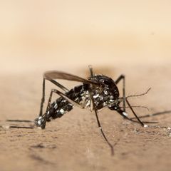 Die asiatische Tigermücke verbreitet das Chikungunya-Virus