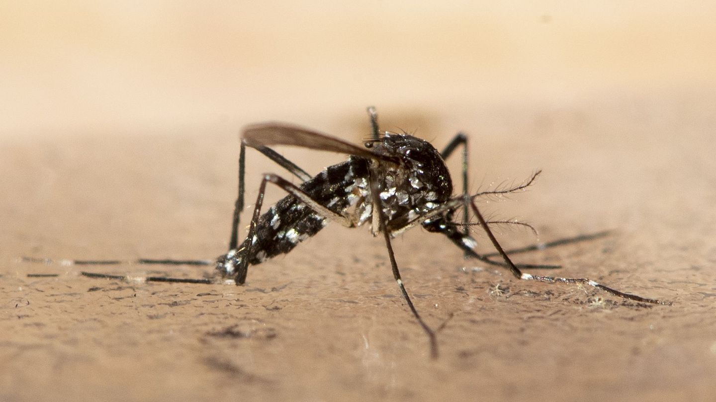 Chikungunya: How dangerous is the virus for Europe?