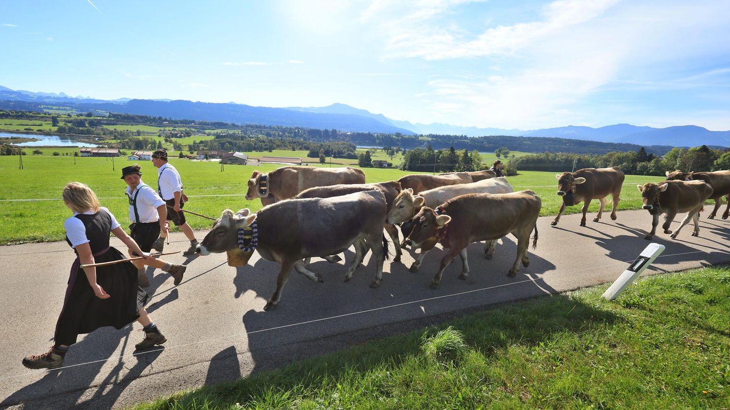 Memhölz, Deutschland. Hirten führen beim Viehscheid ihre Tiere von der Wachters Alpe in Richtung Tal zum Viehscheidplatz. Im Frühsommer war das Jungvieh auf die Berge geschickt worden, dort warteten saftige Wiesen und frische Luft auf die Tiere. Nach circa 100 Tagen kehren die Kühe dann zusammen mit den Hirten wieder ins Tal zurück und werden dort "geschieden", das heißt jedes Tier wird seinem jeweiligen Besitzer zurückgegeben