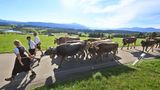 Memhölz, Deutschland. Hirten führen beim Viehscheid ihre Tiere von der Wachters Alpe in Richtung Tal zum Viehscheidplatz. Im Frühsommer war das Jungvieh auf die Berge geschickt worden, dort warteten saftige Wiesen und frische Luft auf die Tiere. Nach circa 100 Tagen kehren die Kühe dann zusammen mit den Hirten wieder ins Tal zurück und werden dort "geschieden", das heißt jedes Tier wird seinem jeweiligen Besitzer zurückgegeben