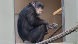Krefeld, Deutschland. Das neue Affenhaus im Zoo ist nach einem Brand vor sechs Jahren ab heute wieder für Zoobesucher geöffnet. Zu den ersten Tieren im neuen Haus gehören die Westafrikanischen Schimpansen Bally und Limbo, die als einzige das Feuerdrama überlebt haben