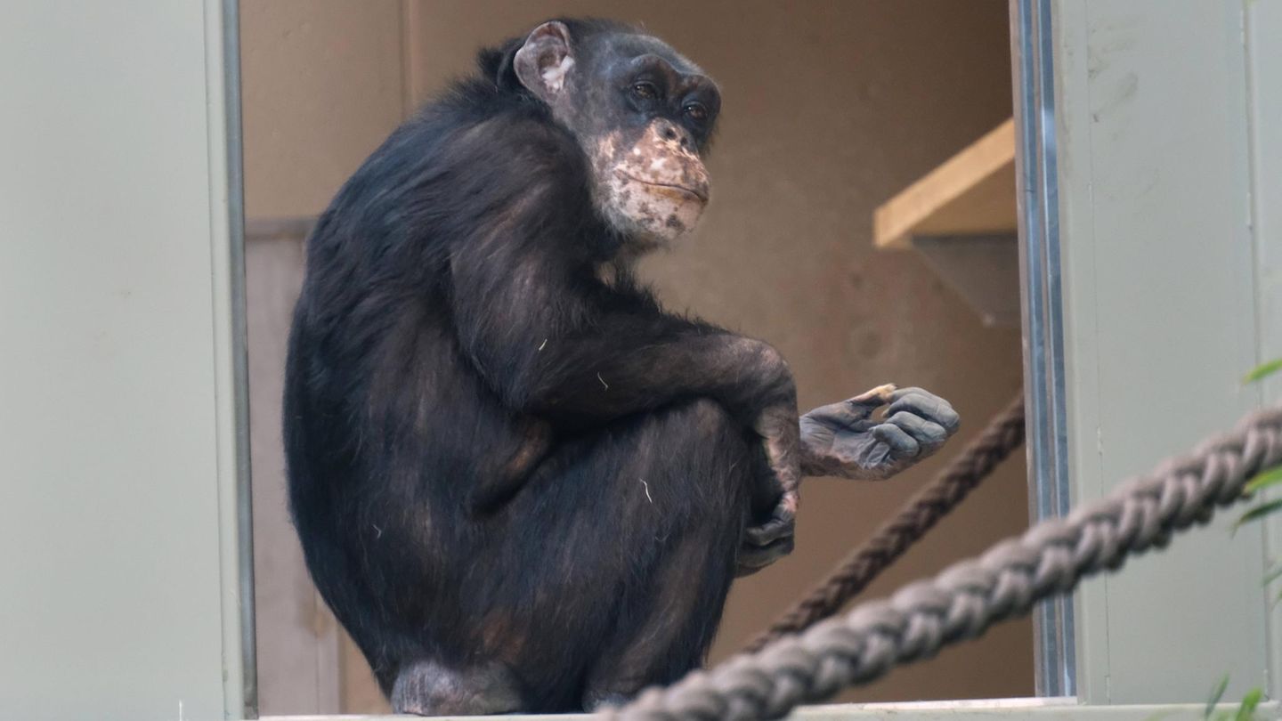 Krefeld, Deutschland. Das neue Affenhaus im Zoo ist nach einem Brand vor sechs Jahren ab heute wieder für Zoobesucher geöffnet. Zu den ersten Tieren im neuen Haus gehören die Westafrikanischen Schimpansen Bally und Limbo, die als einzige das Feuerdrama überlebt haben