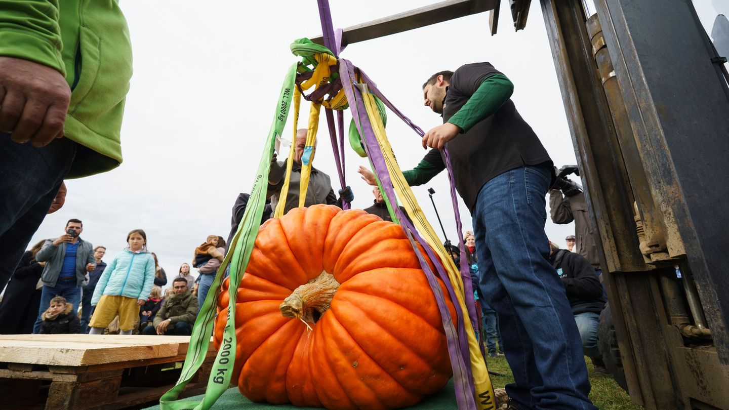 Der Sieger-Kürbis der Paulinenpflege Winnenden mit etwa 594 Kilogramm. Foto: Andreas Arnold/dpa