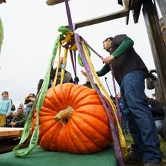 Der Sieger-Kürbis der Paulinenpflege Winnenden mit etwa 594 Kilogramm. Foto: Andreas Arnold/dpa