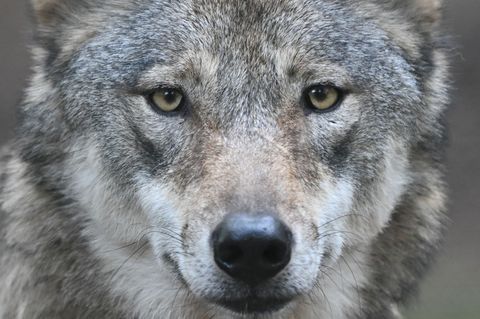 Seit 2008 gibt es den Wolf wieder in freier Wildbahn in Hessen. (Symbolfoto) Foto: Arne Dedert/dpa