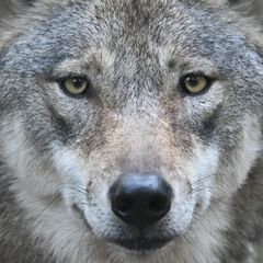 Seit 2008 gibt es den Wolf wieder in freier Wildbahn in Hessen. (Symbolfoto) Foto: Arne Dedert/dpa