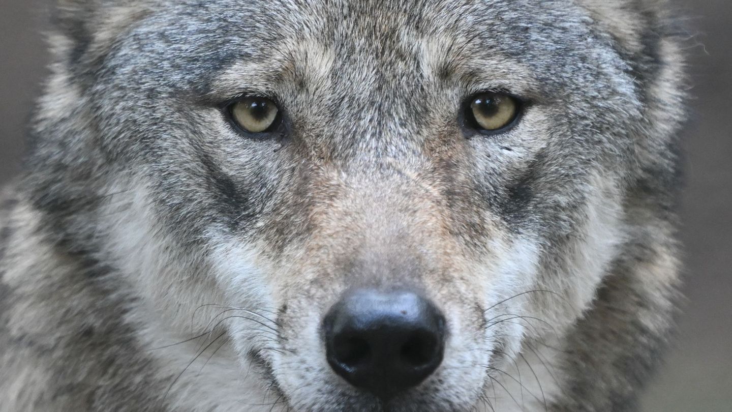 Seit 2008 gibt es den Wolf wieder in freier Wildbahn in Hessen. (Symbolfoto) Foto: Arne Dedert/dpa