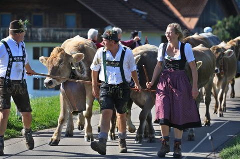 Hirten führen beim Viehscheid in Memhölz ihre Tiere Richtung Tal. Foto: Karl-Josef Hildenbrand/dpa