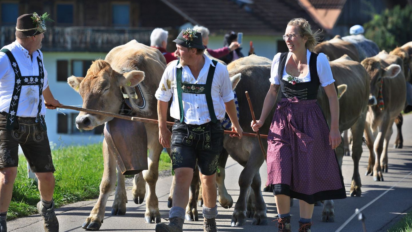Hirten führen beim Viehscheid in Memhölz ihre Tiere Richtung Tal. Foto: Karl-Josef Hildenbrand/dpa